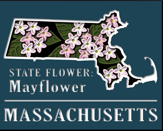 Massachusetts State Shadowbox